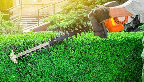 hedge trimming Wellington - professional hedge trimming