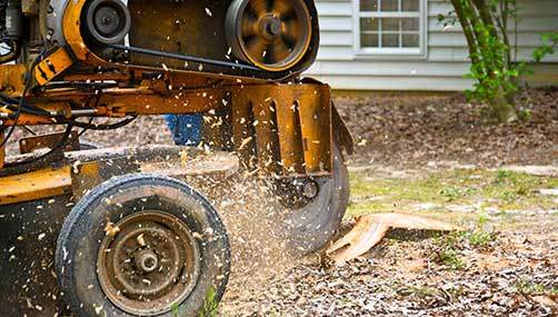 stump removal Wellington