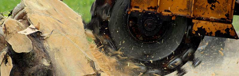 stump grinding wellington new zealand