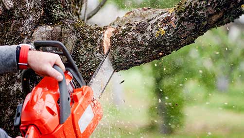 tree trimming Wellington image of man chainsaw
