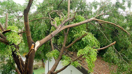 Wellington Storm Damage Tree Service Second Image Broken Trees