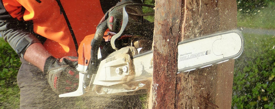 wellington tree cutting down service in nz