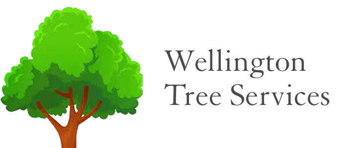 wellington tree service arborists right here in wellington nz