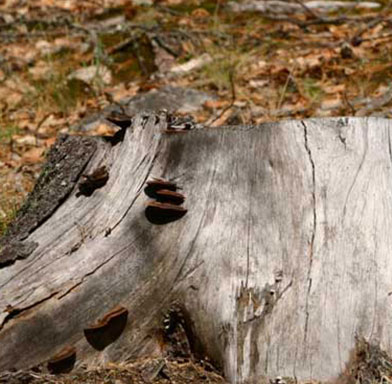 Tree Stump removal wellington -