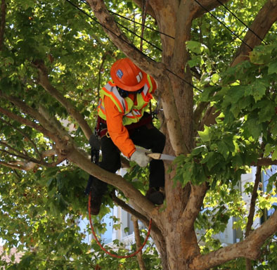 safety reasons why you should take tree trimming seriously in wellington