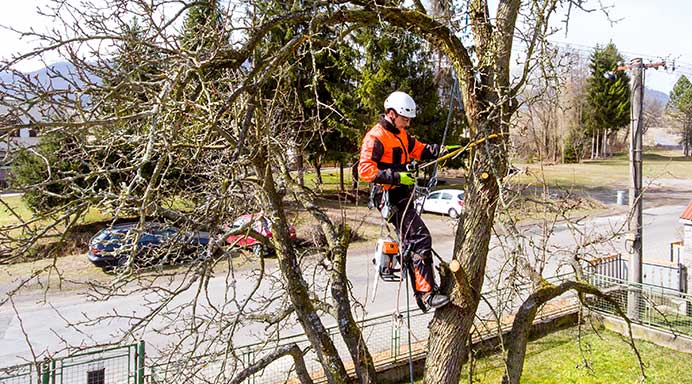 wellington tree services nz home page image man holding chainsaw