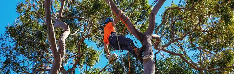 arborist up tree in wellington trimming and pruning