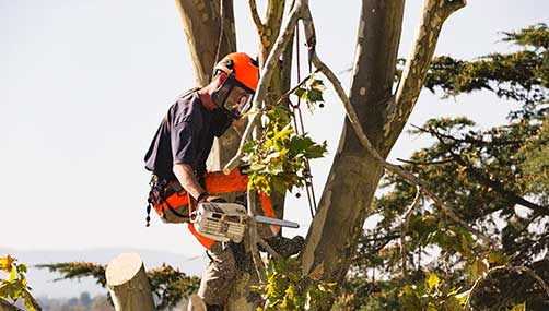 Tree removal Wellington