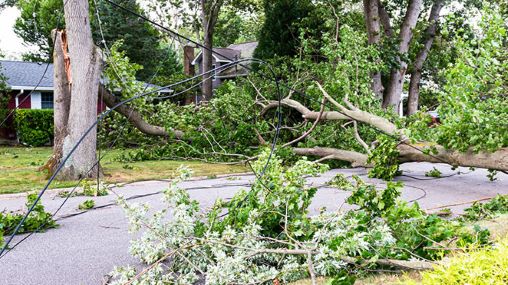 Wellington Storm Damage Tree Service